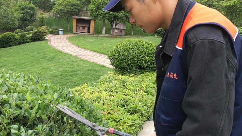 写字楼绿植租摆规格参数