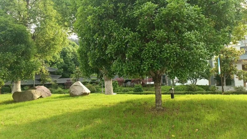 高速公路绿化隔离带树种选择：价格背后的考量**