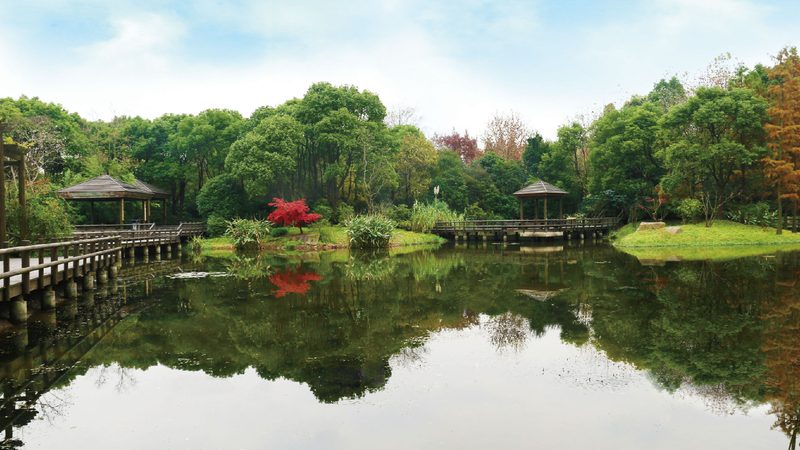 广州草坪养护：从细节入手，打造绿色生态景观**