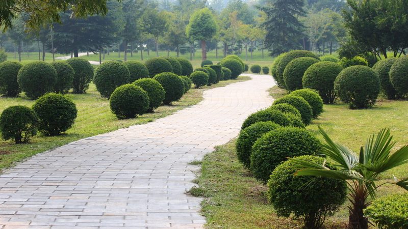 苗木种植间距，如何合理规划？**